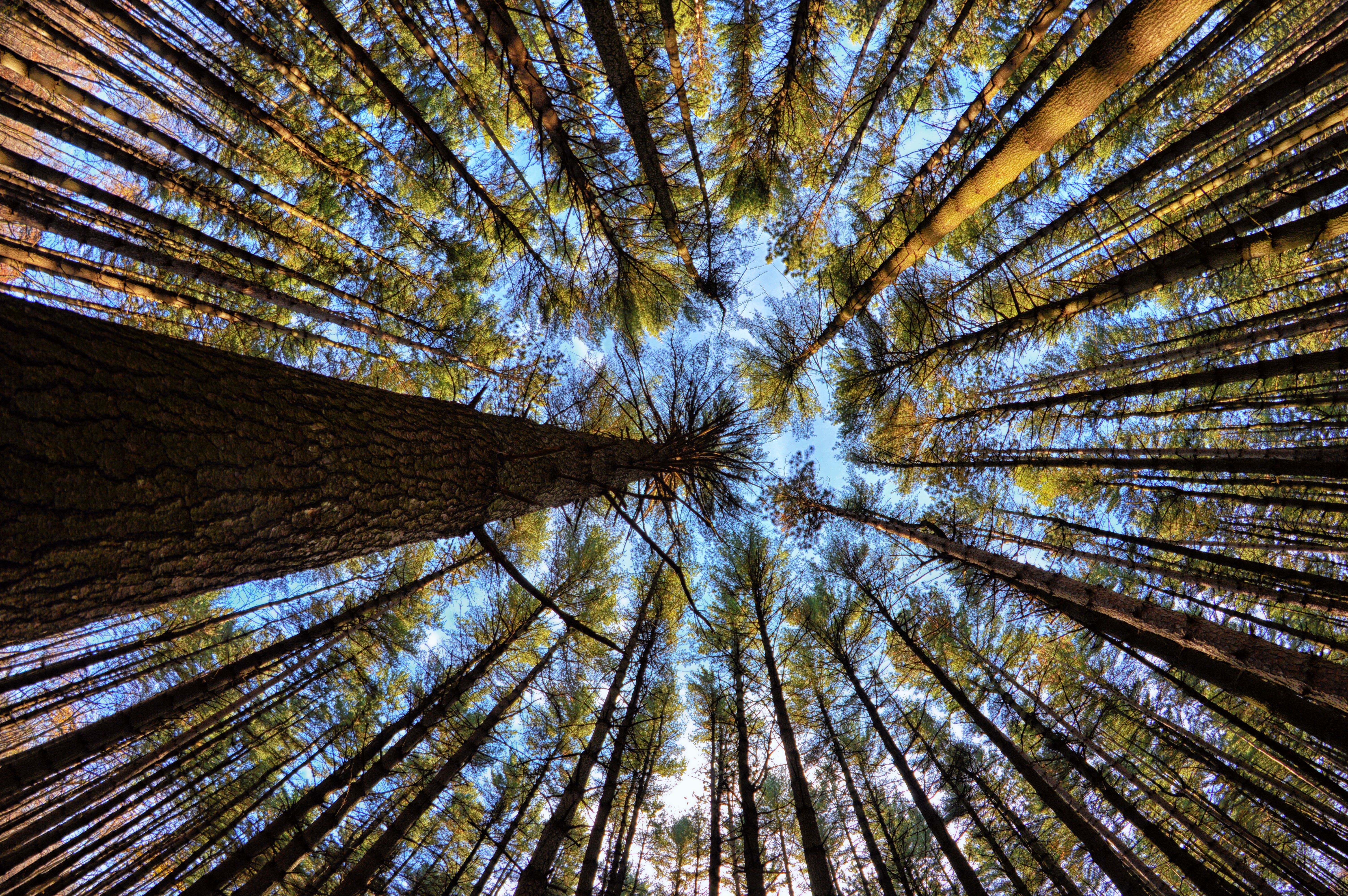 oak openings hiking 