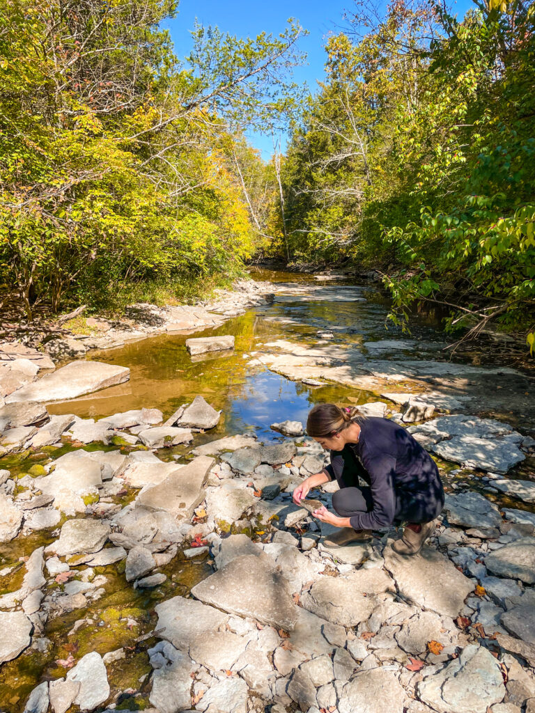 fossil hunting at caesar creek state park